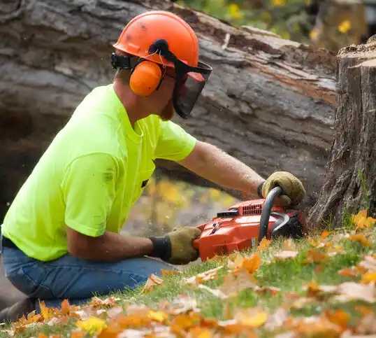 tree services Mount Clemens